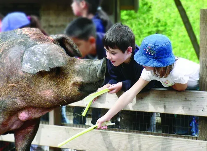 Pig and children at little farm in tilden park